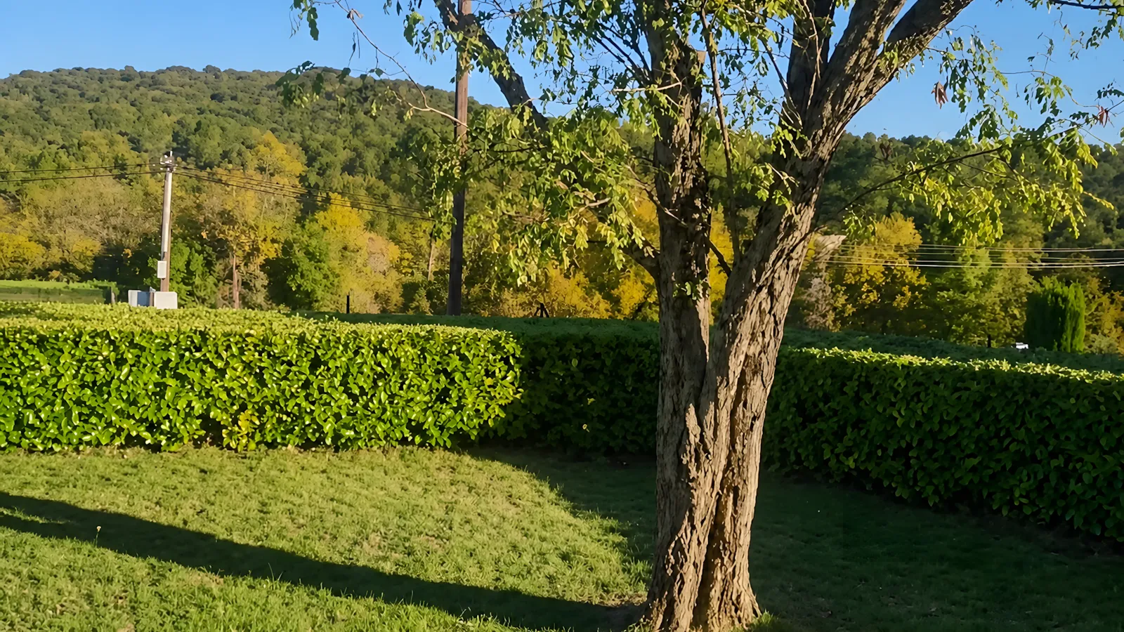 Jardin avec arbre et haie parfaitement taillée, collines boisées en arrière-plan, à Vagnas